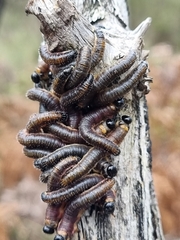 Perga affinis