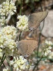 Satyrium saepium