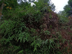 Dicranopteris curranii