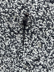 Bradinopyga geminata