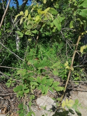 Vitex mollis