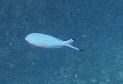 Caesio lunaris
