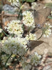 Satyrium saepium