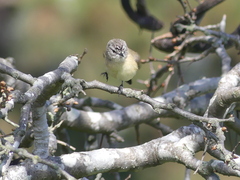 Acanthiza chrysorrhoa