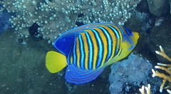 Pygoplites diacanthus