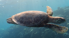 Eretmochelys imbricata