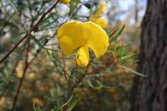 Gompholobium latifolium