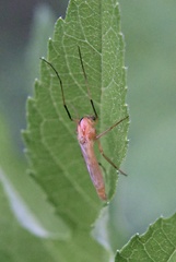 Chironomoidea