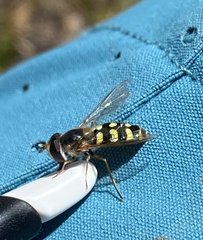 Eupeodes corollae