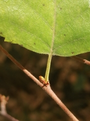 Betula pubescens