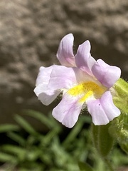 Erythranthe erubescens