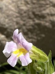 Erythranthe erubescens