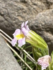 Erythranthe erubescens