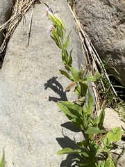 Erythranthe erubescens