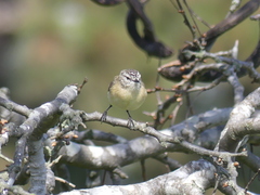 Acanthiza chrysorrhoa