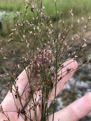 Juncus diffusissimus