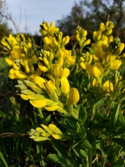 Thermopsis rhombifolia