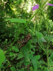 Xyleus discoideus