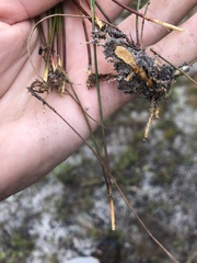 Juncus diffusissimus