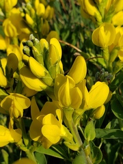 Thermopsis rhombifolia