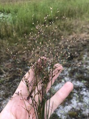 Juncus diffusissimus