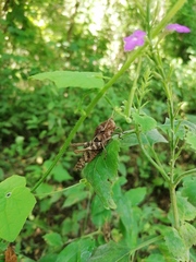 Xyleus discoideus