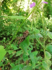 Xyleus discoideus