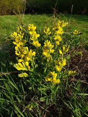 Thermopsis rhombifolia