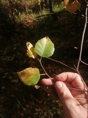 Betula pubescens