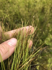 Eleocharis baldwinii