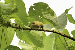 Zosterops sanctaecrucis