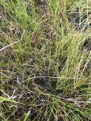 Eleocharis baldwinii