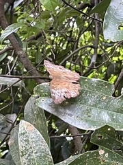 Adoliadini