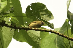 Zosterops sanctaecrucis