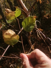 Betula pubescens
