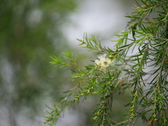 Melaleuca trichostachya