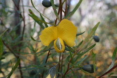 Gompholobium latifolium