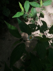Sida rhombifolia