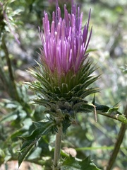 Cirsium andersonii