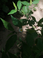 Sida rhombifolia