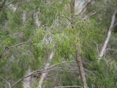 Melaleuca trichostachya