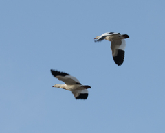 Oressochen melanopterus