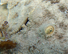 Phyllichthys punctatus