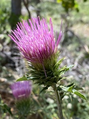Cirsium andersonii
