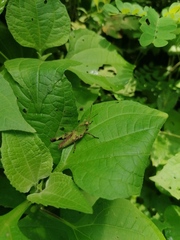 Melanotettix dibelonius