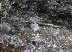 Cinclodes albiventris