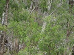 Melaleuca trichostachya