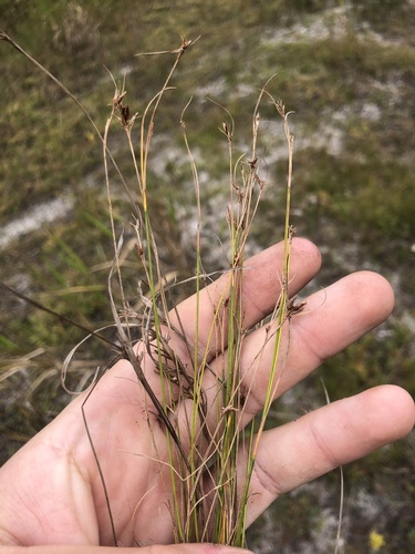 Coastal Beaksedge (Rhynchospora pleiantha)