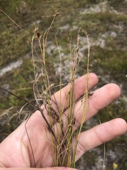 Rhynchospora pleiantha
