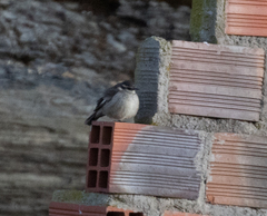 Cinclodes albiventris